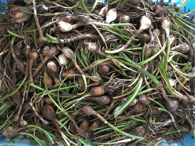 10 củ huệ mưa (cây tóc tiên)