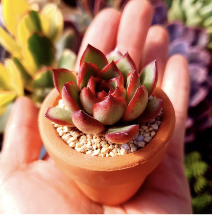 Chậu sen đá mini gồm cây và chậu ( giao cây mẫu bất kỳ)