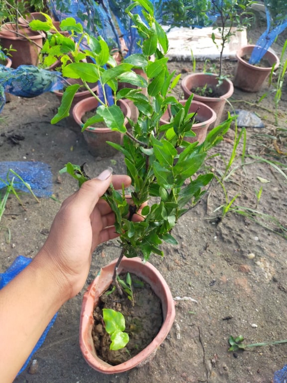 1 CHẬU TÁO ĐỎ, TÁO TÂN CƯƠNG