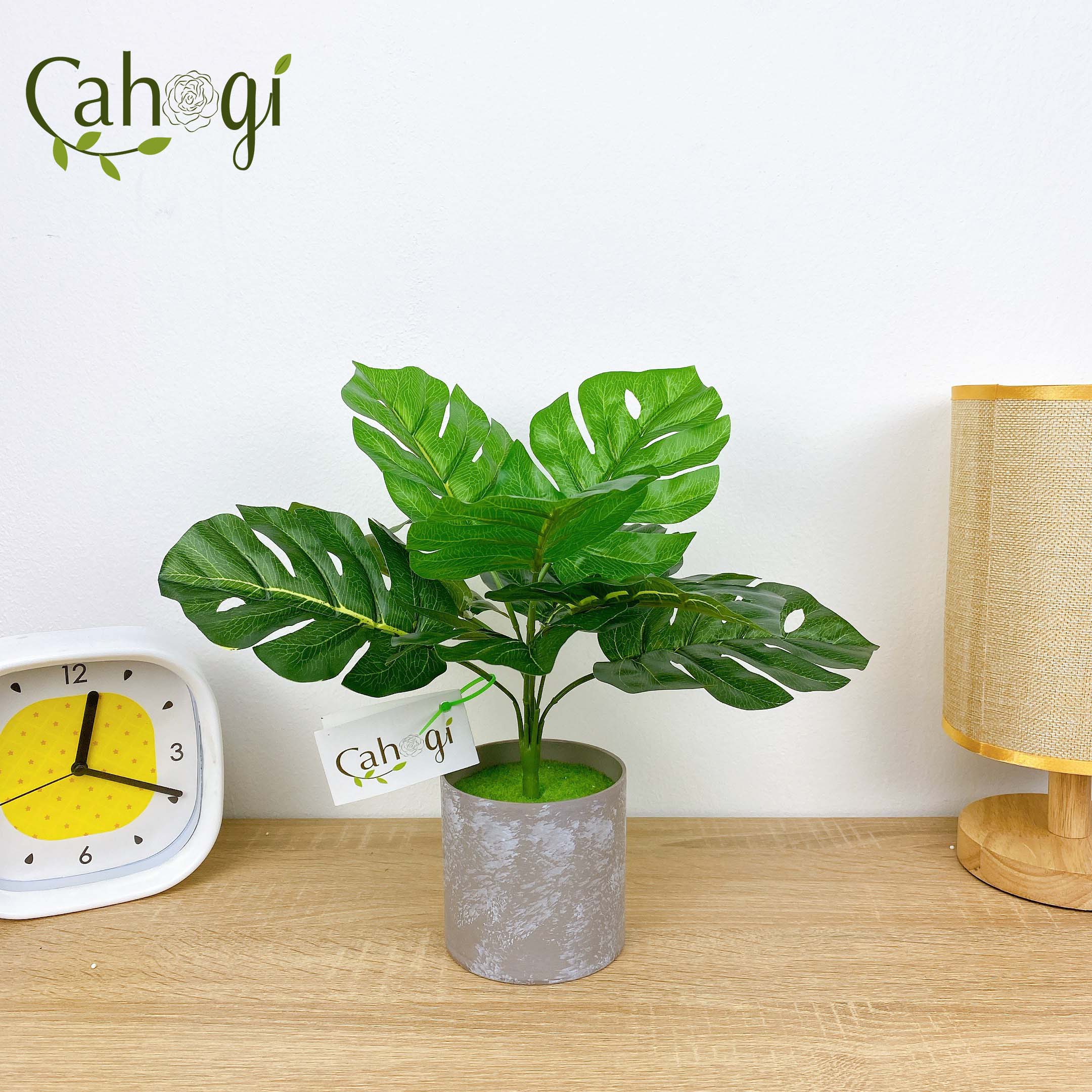 Cây Giả Cây Lá Rùa 30cm