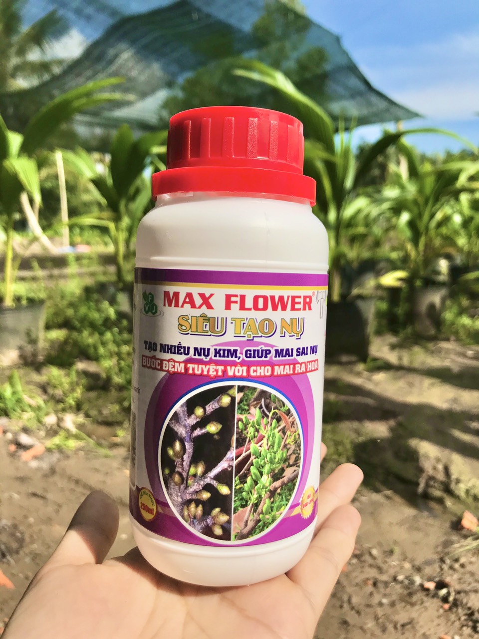 Phân Bón Tạo Nụ Cho Mai Vàng Max Flower Chai 250 ML - Kích Thích Tạo Nhiều Nụ Kim