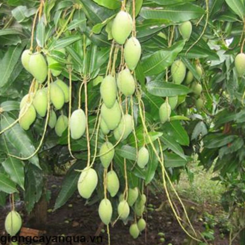 CÂY GIỐNG XOÀI CÁT CHU SIÊU SỚM (cây giống siêu sớm có bảo hành )