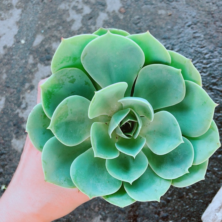 Chậu sen đá xanh đất