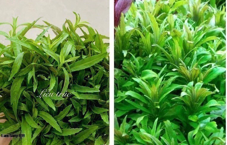 Cây thủy sinh Liễu trúc 15 ngọn