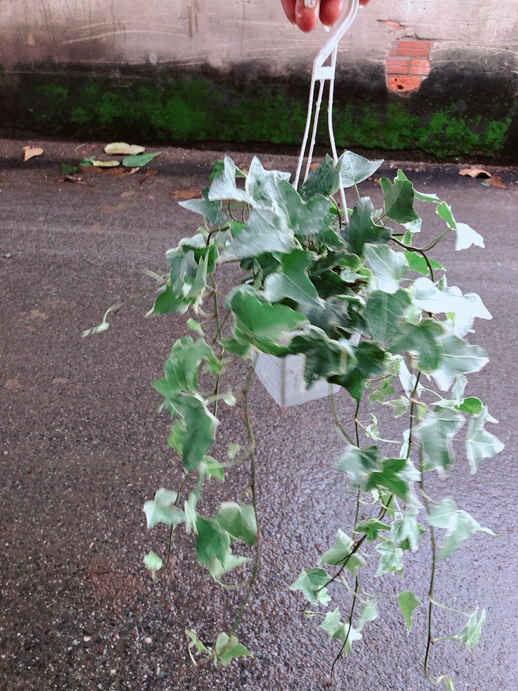 Chậu Cây Thường Xuân