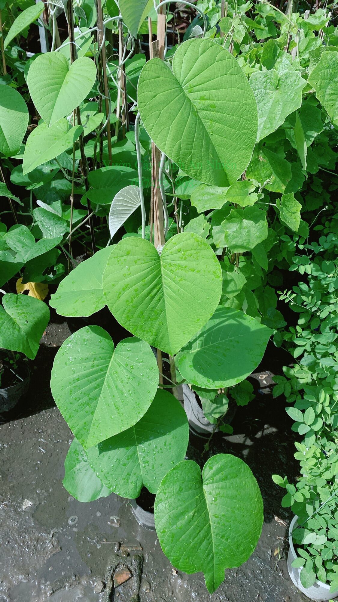 Cây cát đằng