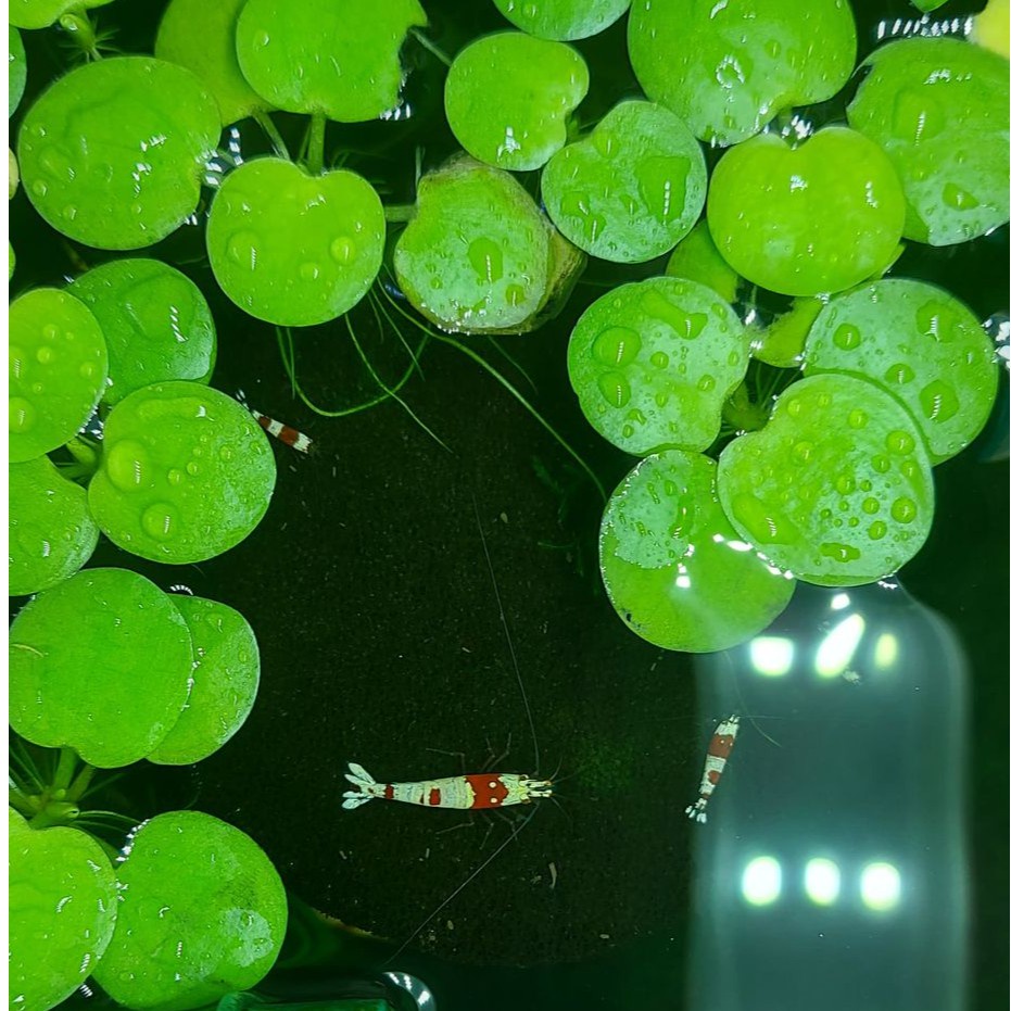 BÈO NHẬT  THUỶ SINH (15 cây)