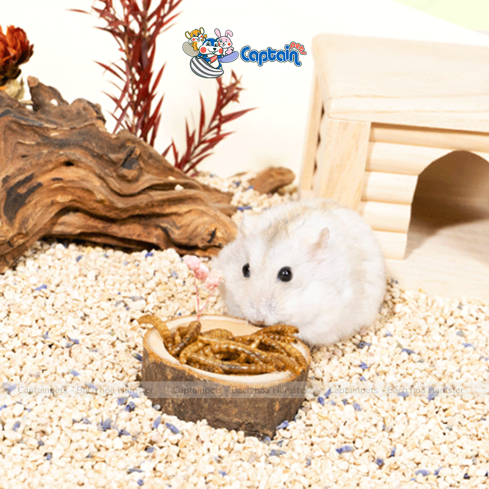 [FREESHIP MAX] Sâu rang vỗ béo cho Hamster - Bách hóa Hamster