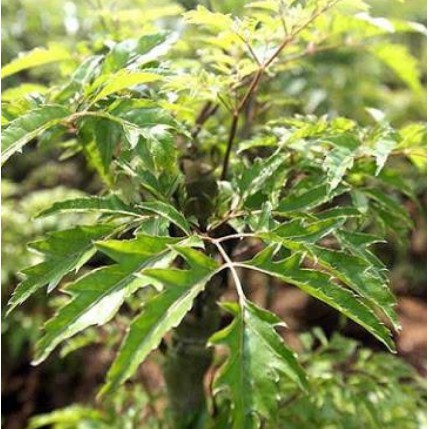 Đinh Lăng Tươi Lá Nhỏ 1kg/ Bịch