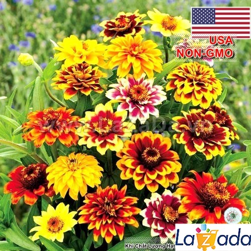 0.5GR 300.HẠT Hạt Giống Cúc Lá Nhám Lùn Siêu Chịu Nhiệt Cực Dễ Trồng (| -KD: B42*V73)