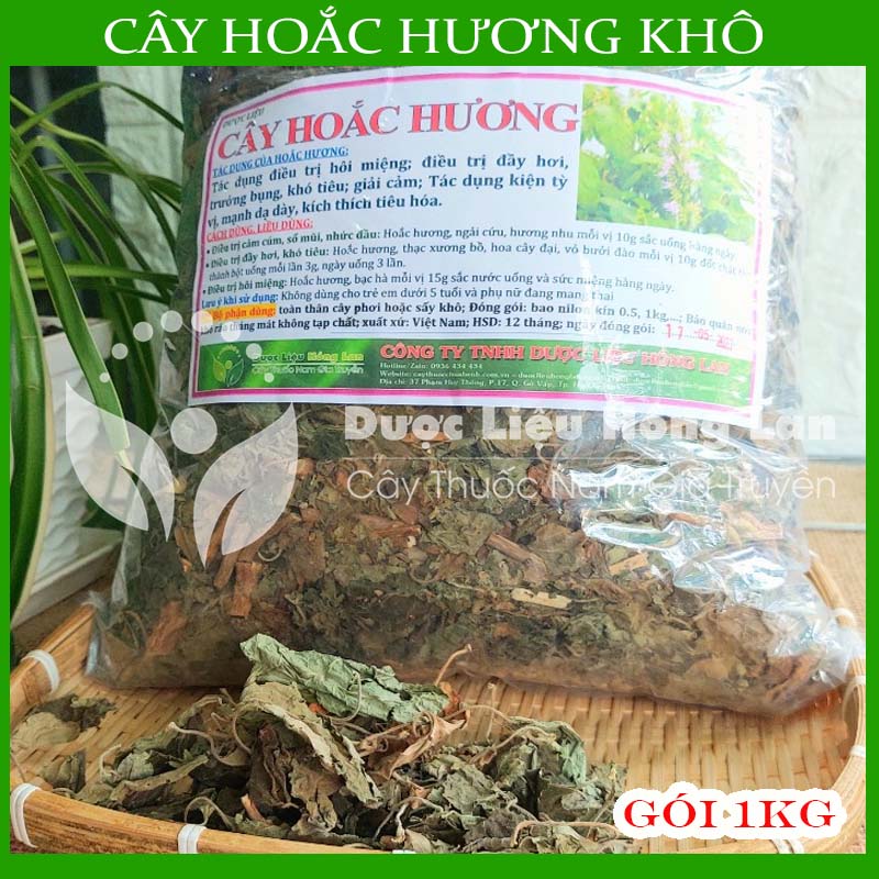 Cây Hoắc Hương khô đóng gói 1kg - Hàng Công Ty loại 1