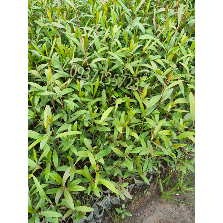 Cây tràm úc -Cây giống