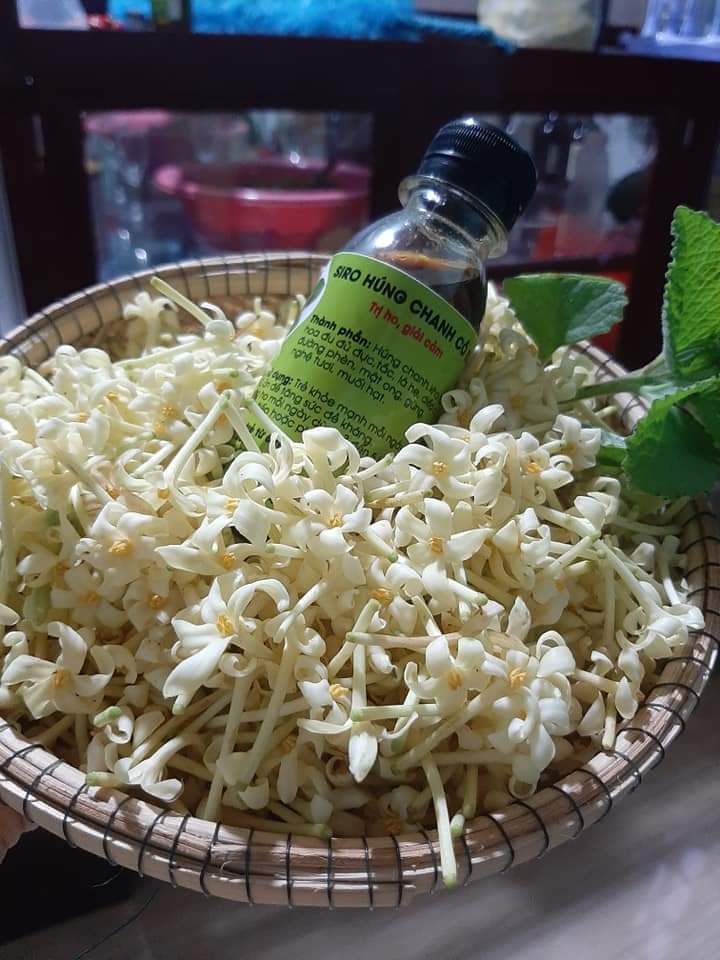 SIRO HÚNG CHANH