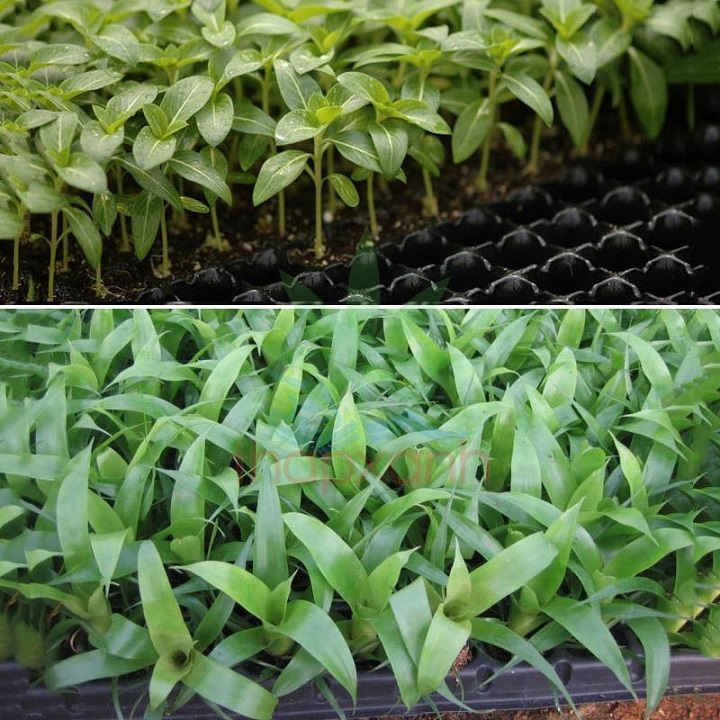 Khay Nhựa Ươm Hạt 72 Lỗ [COMBO 2 KHAY]