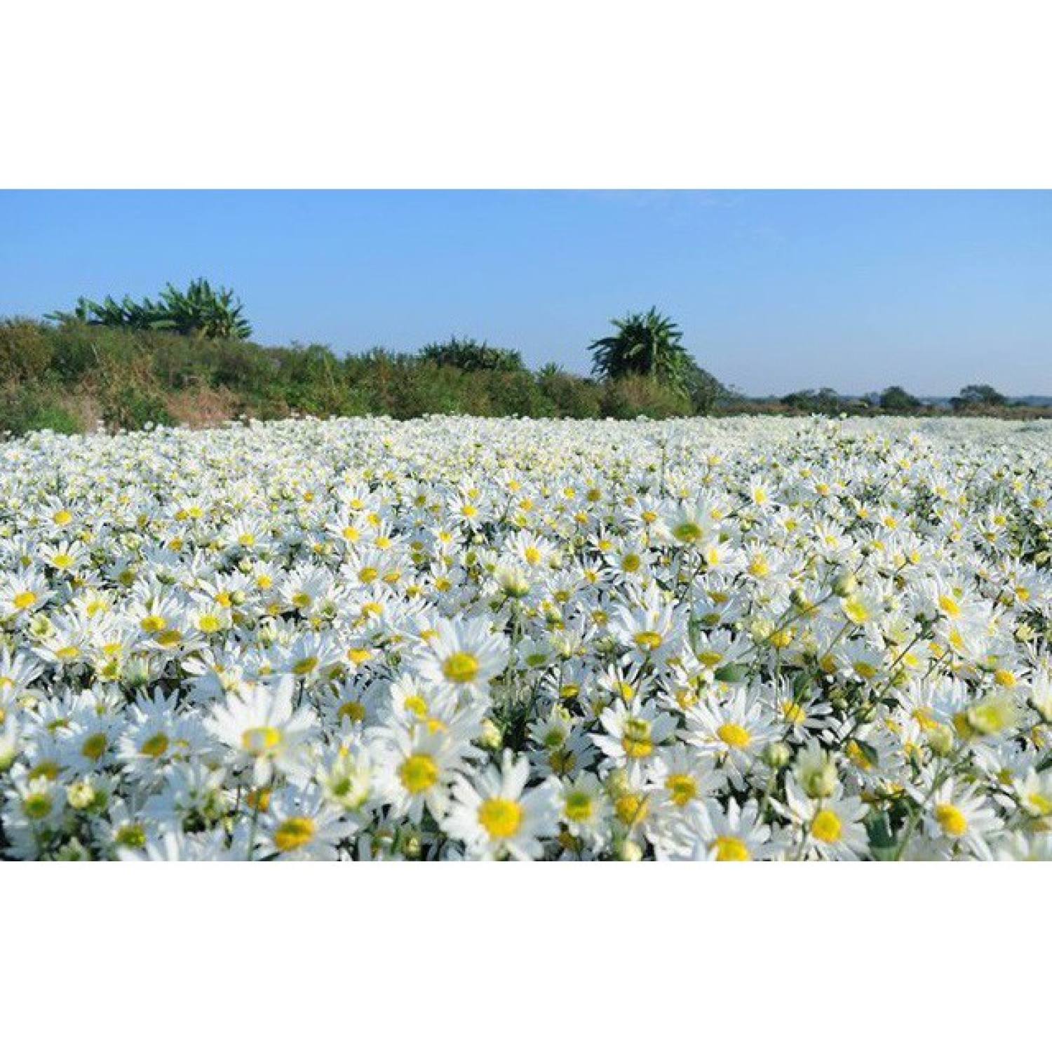 Hạt giống Hoa Cúc Họa Mi
