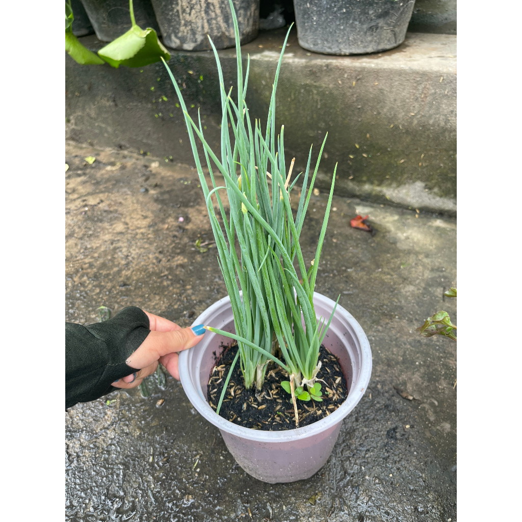 Chậu cây hành lá trưởng thành