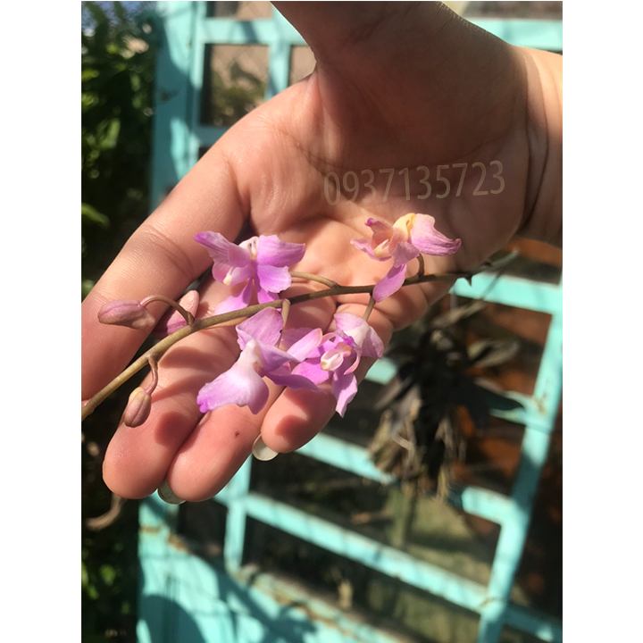 [HCM]cây lan tiểu hồ điệp màu tím