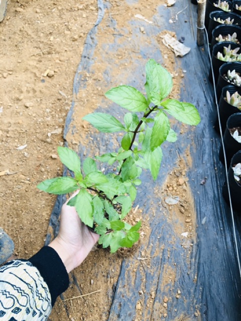 Bạc hà cay PEPPERMINT chậu lớn