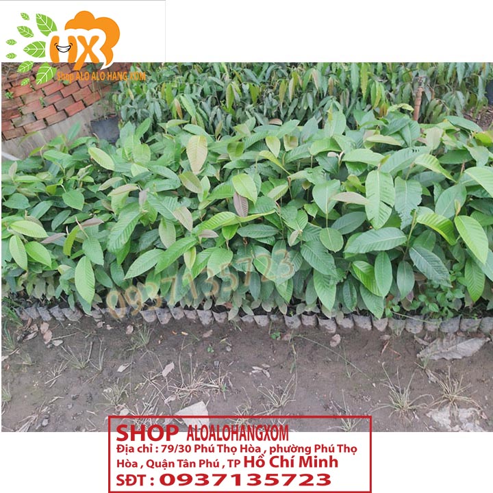 [HCM]COMBO 5 CÂY DẦU -CÂY GIỐNG