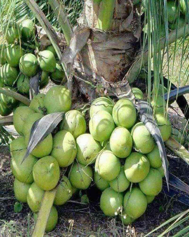 Cây giống dừa sáp hàng chuẩn F1