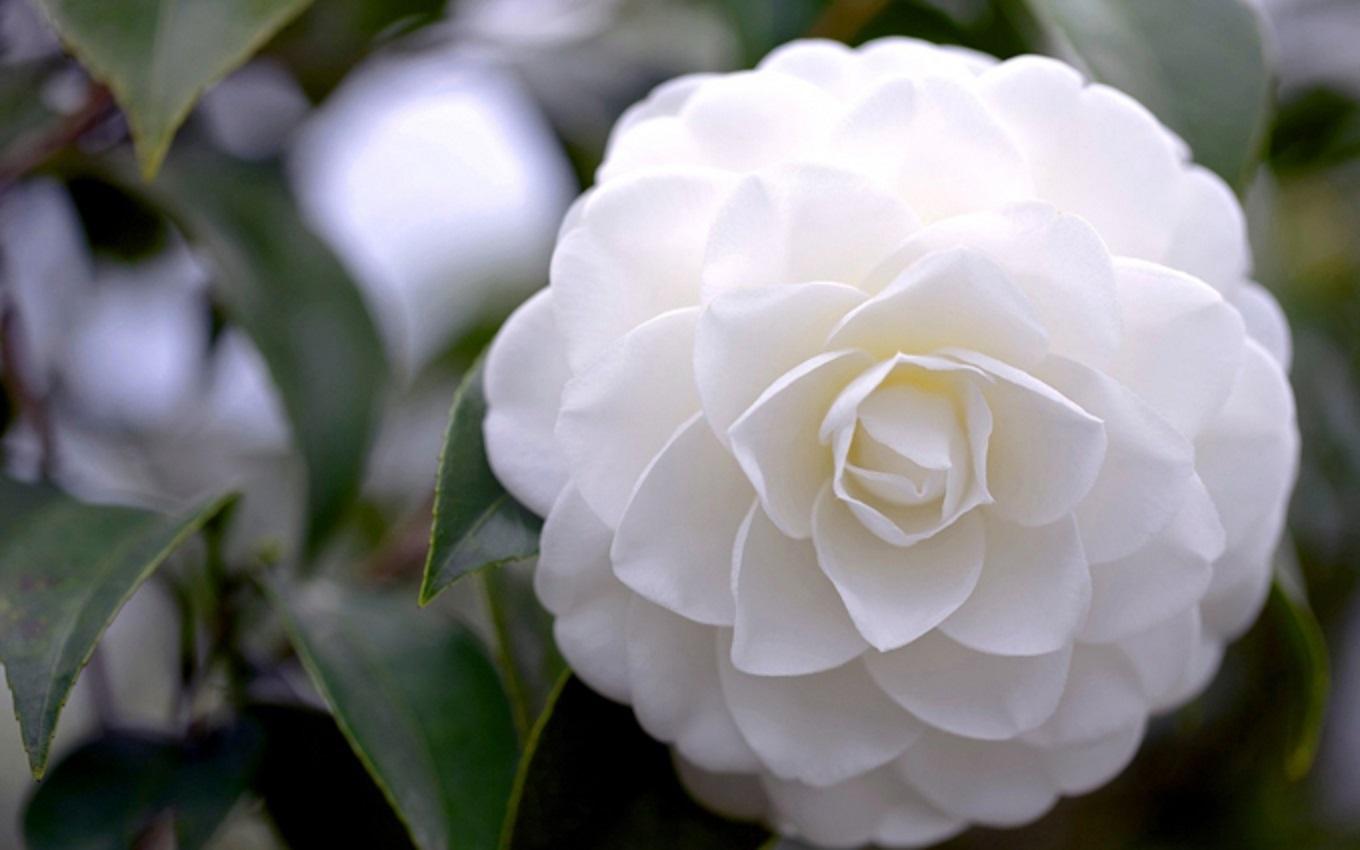 COM BO 5 cây giống hoa bạch trà, hàng cực hiếm, cây giống rễ trần +Tặng 3 cây chè xanh