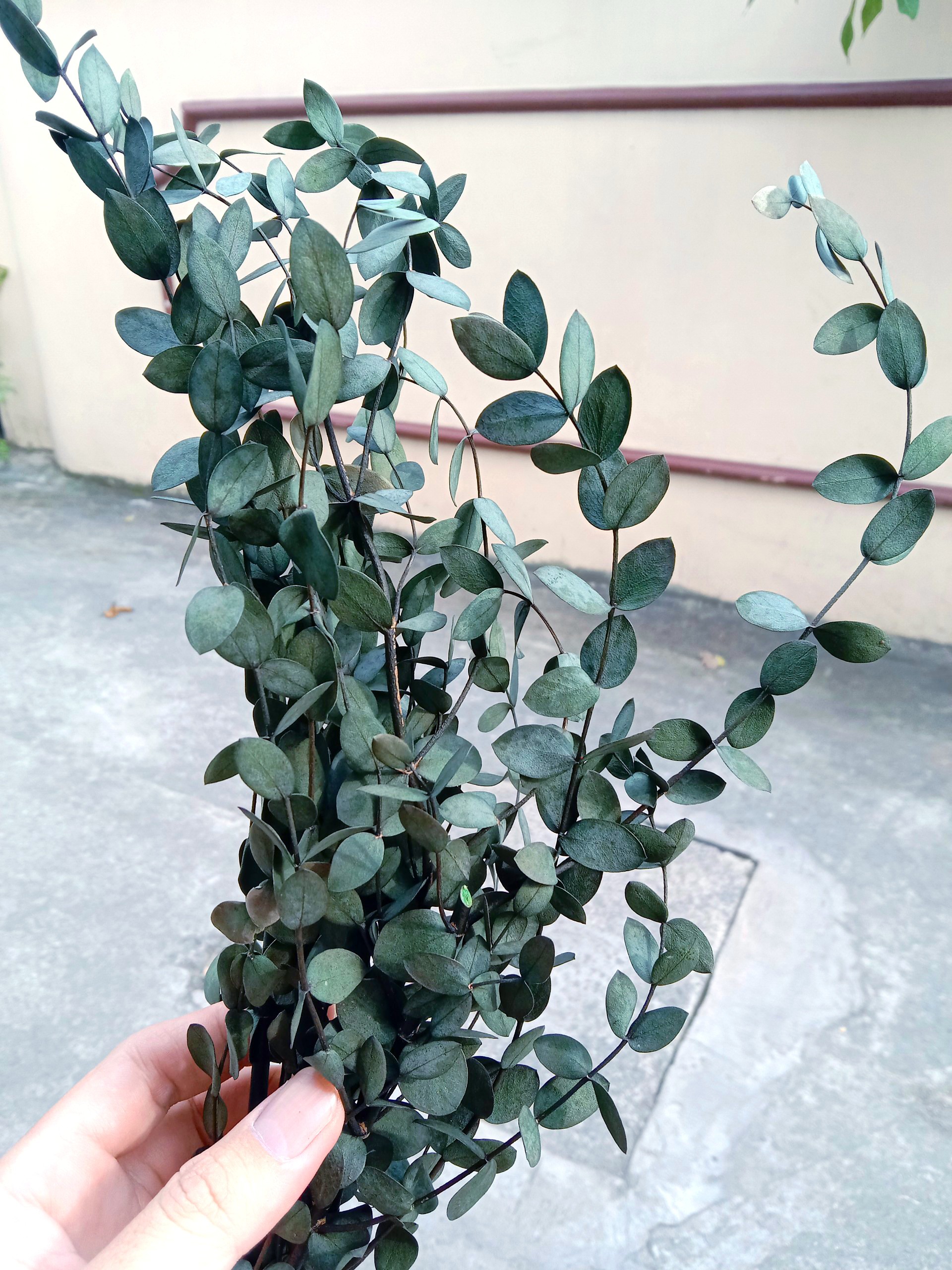 hoa khô - lá bạch đàn nhỏ