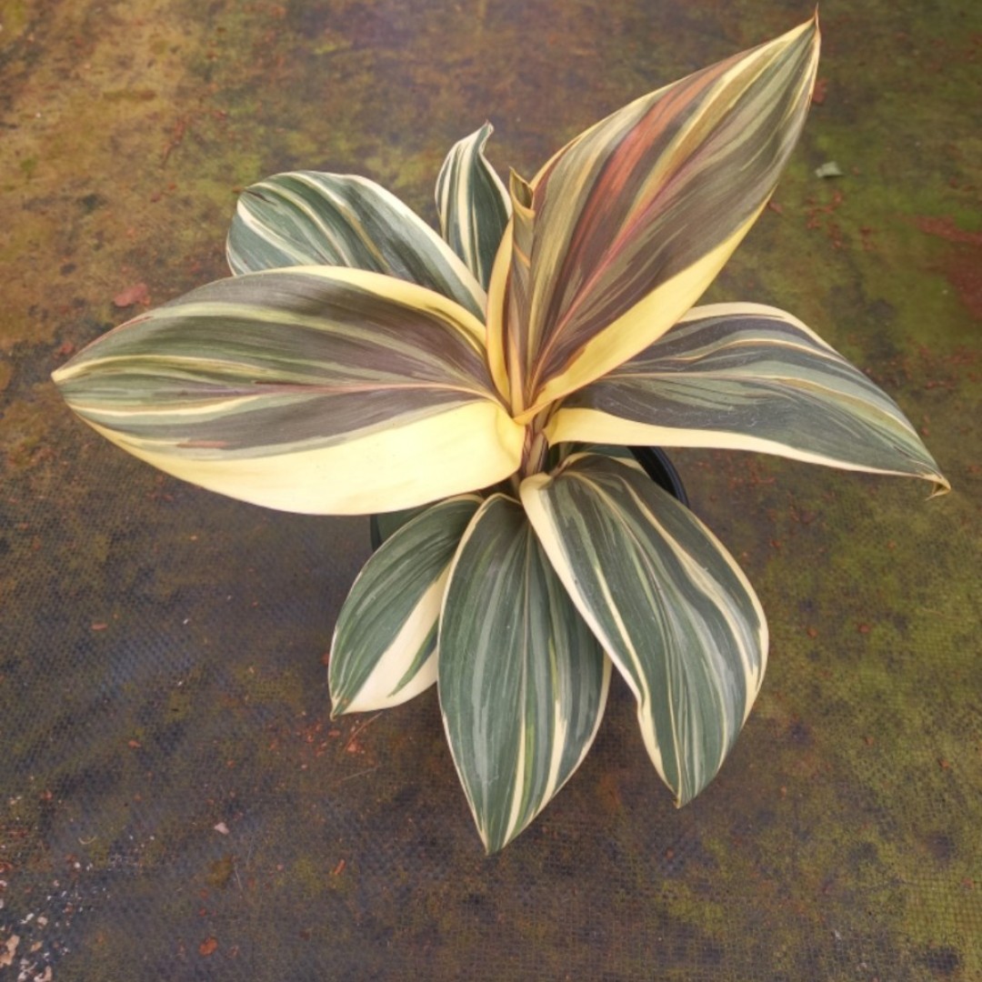 Huyết dụ Macha