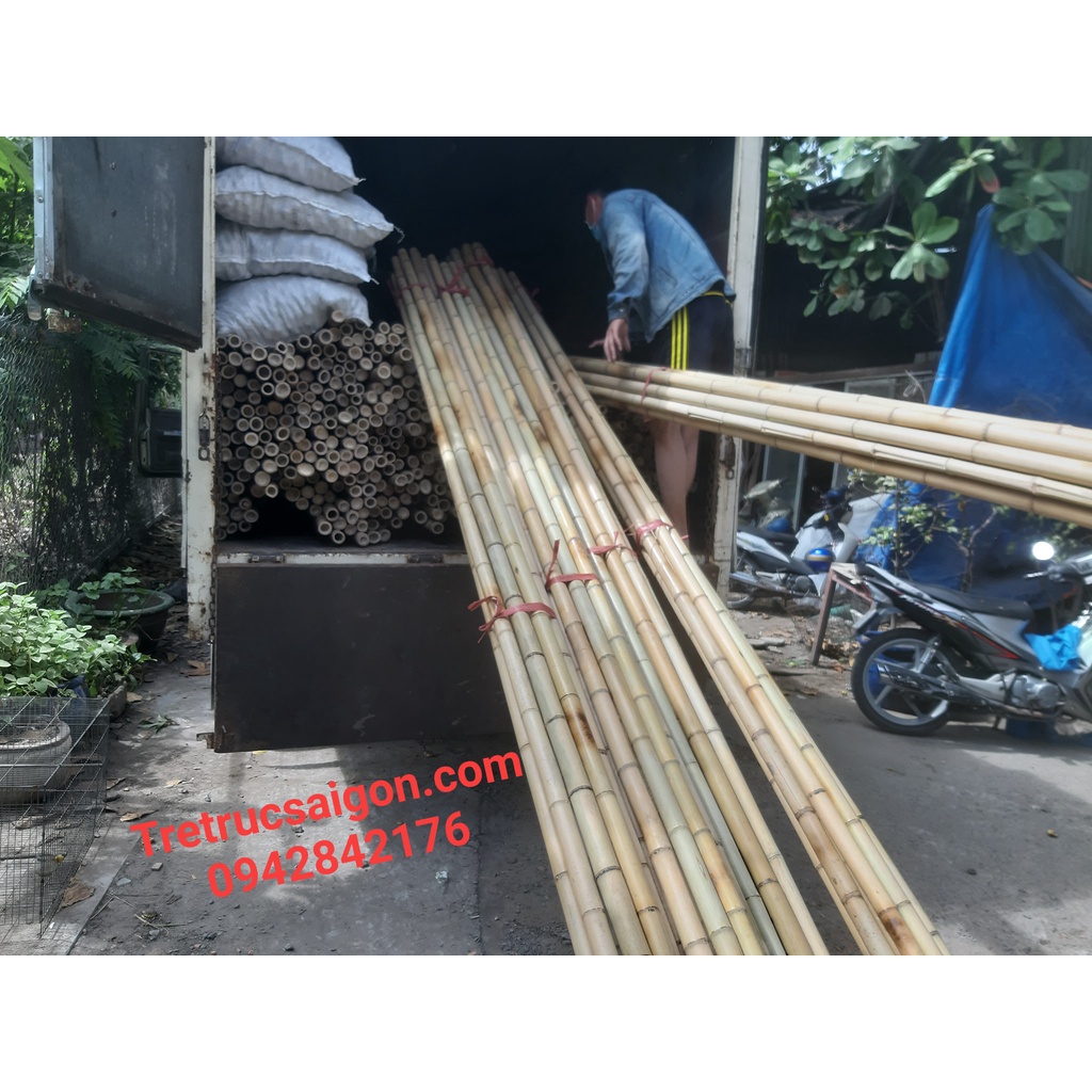 10 Cây Tre Trúc Dài 1.5m