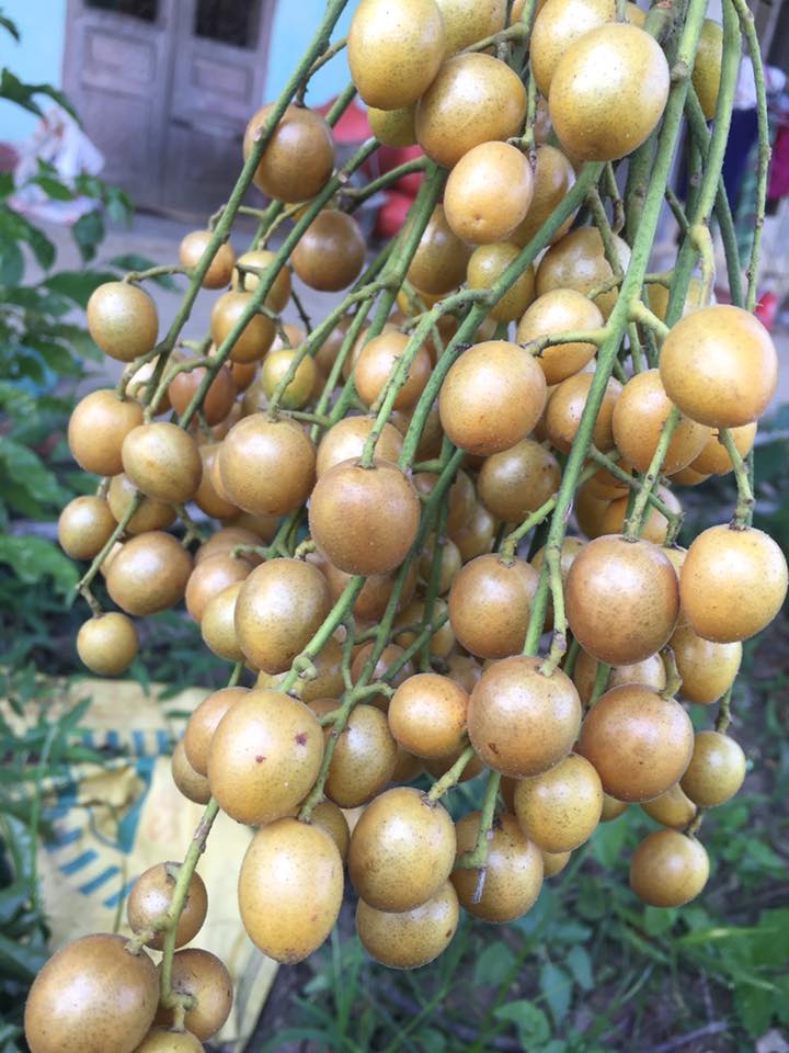 CÂY GIỐNG QUẤT HỒNG BÌ SIÊU NGỌT
