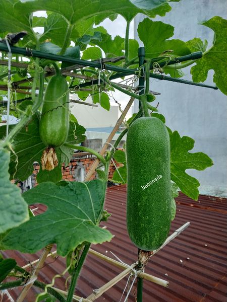 [HCM]Hạt giống Bí đao chanh lai F1