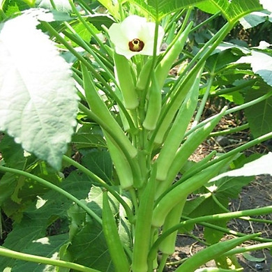 Hạt giống ĐẬU BẮP 50g