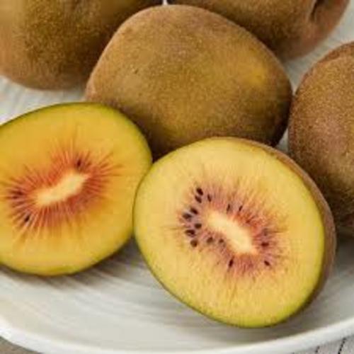 CÂY GIỐNG KIWI VÀNG CHỊU NHIỆT