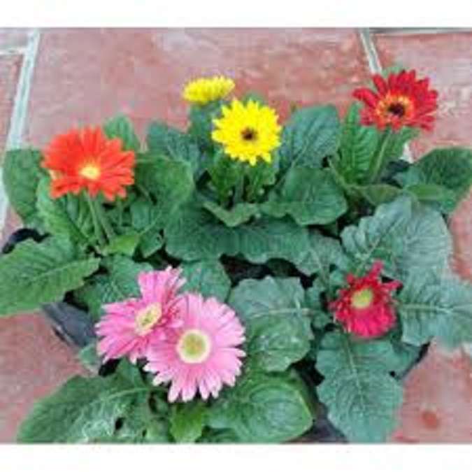 COMBO 5 CÂY GIỐNG HOA ĐỒNG TIỀN CỔ CÁNH KÉP ĐỦ MÀU SIÊU ĐẸP GIÁ SIÊU RẺ