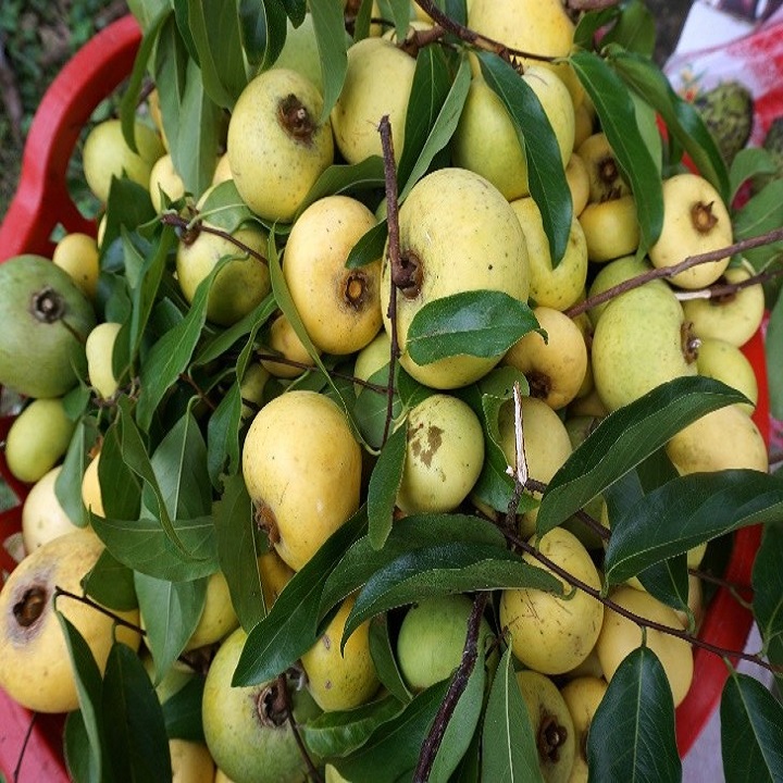 CÂY GIỐNG THỊ THƠM CÔ TẤM CỔ TÍCH