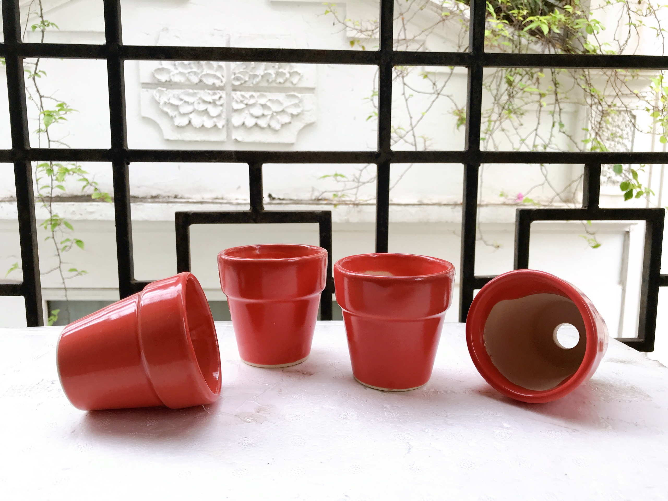 Combo 7 cây sen đá mông , sen đá Lithops chậu nhựa hoặc chậu đất nung