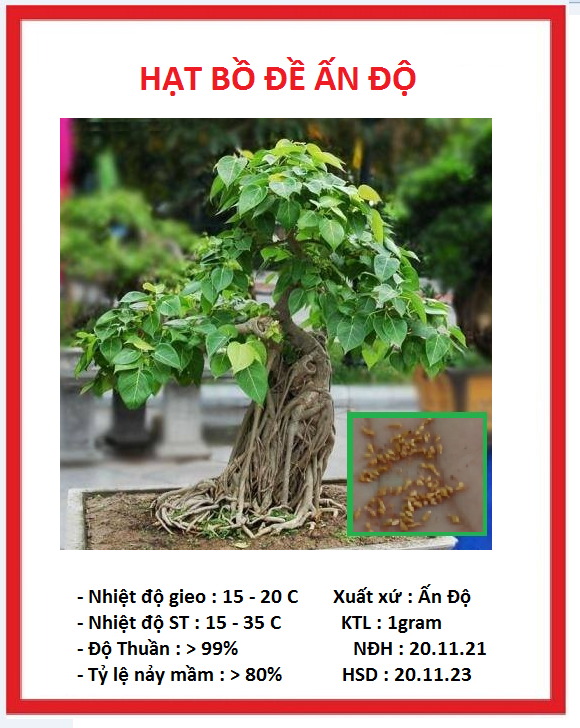 "Gói 1Gram Hạt " Hạt giống cây bồ đề ấn độ