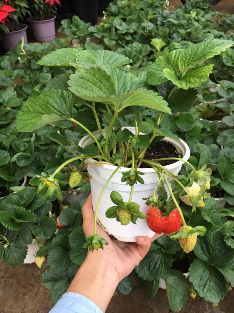 (KM TẾT) Combo 2 câu dâu tây đang quả choi tết