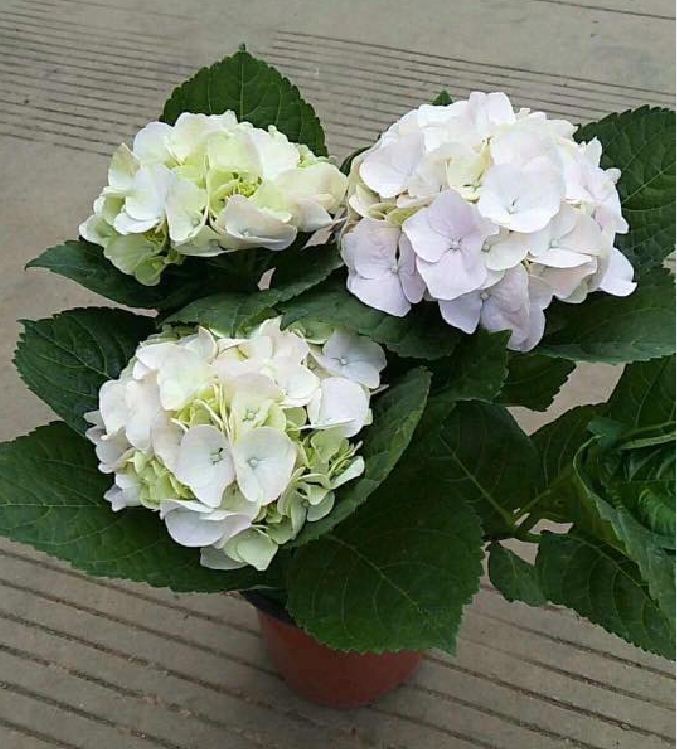 Mixed Color Hydrangea Seeds - 10 Seeds/Package