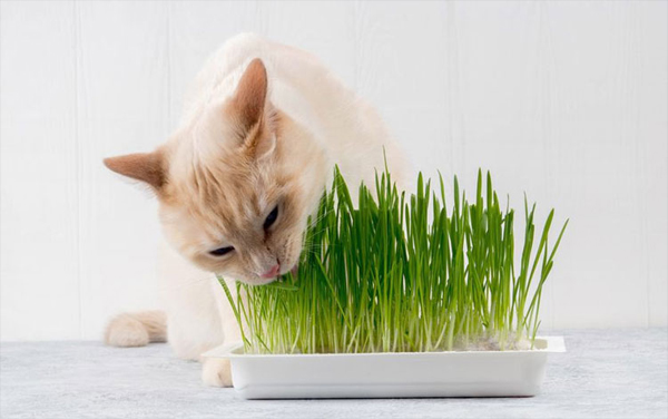 Bộ trồng cỏ mèo - Phụ kiện Long Vũ