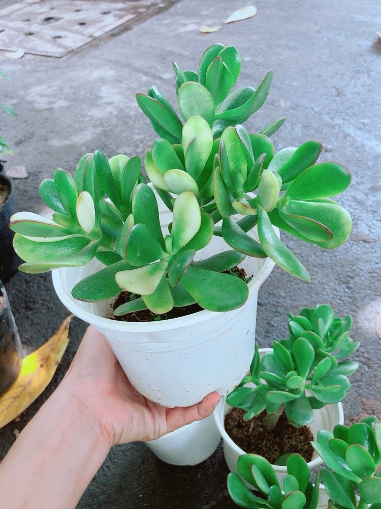 Cây Ngọc Bích Hợp Người Mệnh Mộc