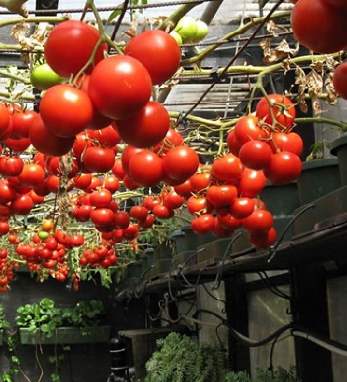 Hạt Giống Cà Chua Leo Giàn ( cà chua bạch tuộc ) - Gói 10 hạt