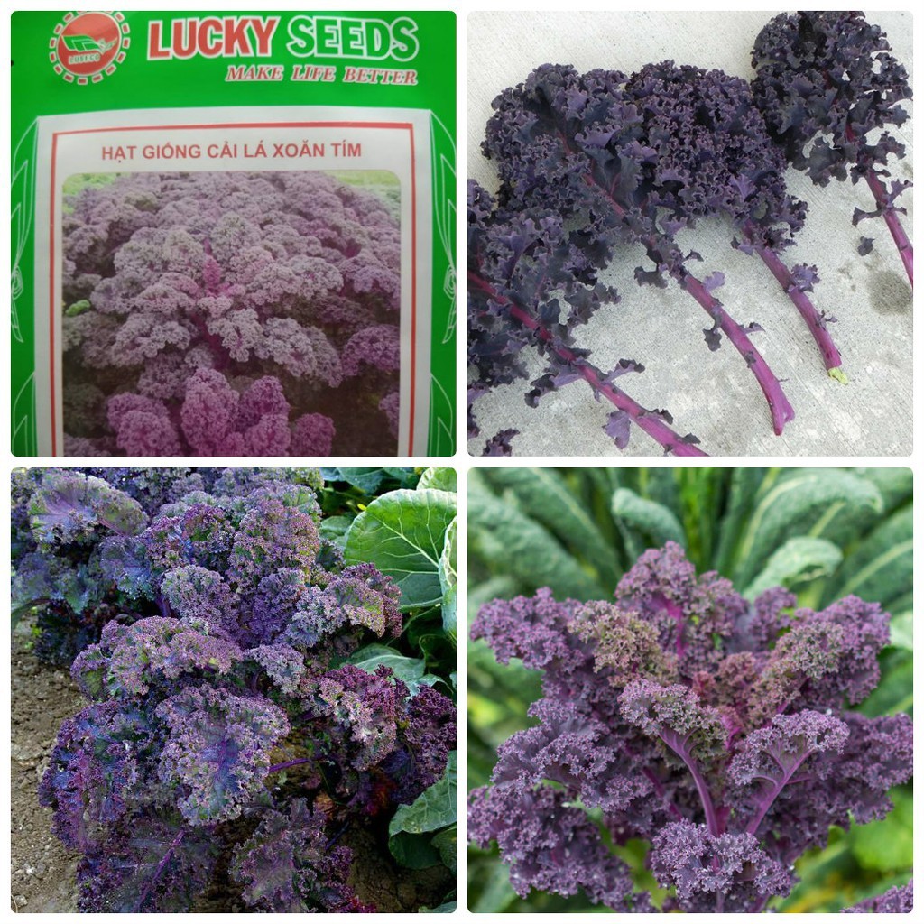 "Gói 20 Hạt " Hạt giống rai cải xoăn tím ( cải kale tím )