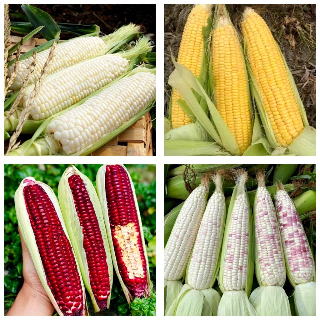 Hạt giống Bắp (Ngô) đủ loại (Nữ Hoàng Đỏ, Nếp Nù, Tím, Bắp Ngọt...)