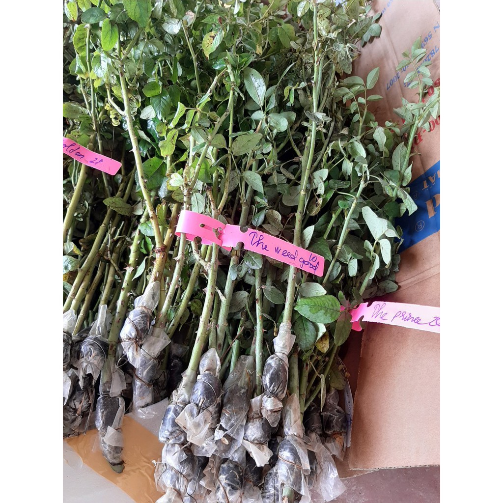 Combo 5 Cành Chiết Hoa Hồng (Giống Hoa Hồng)