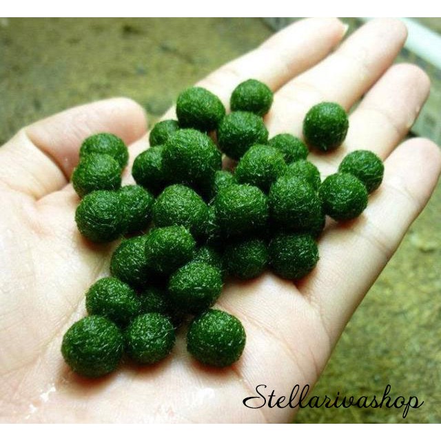 Combo hủ marimo