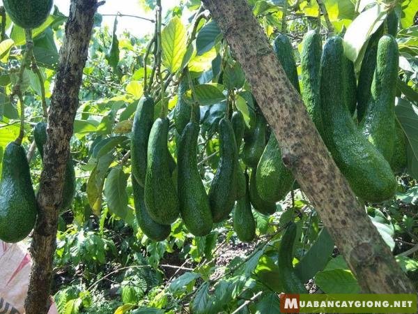 CÂY GIỐNG BƠ SÁP 034