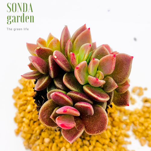 SEN ĐÁ MẶT TRĂNG SIZE MINI LỖI 1 ĐỔI 1