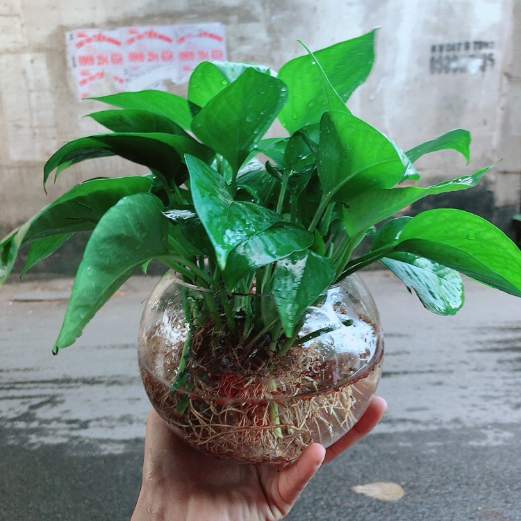 Trầu bà thái thuỷ sinh