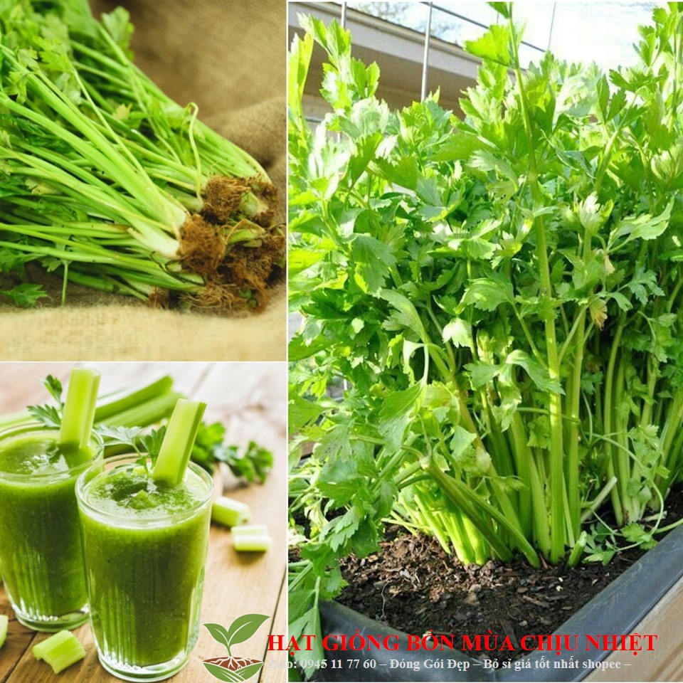 63a hạt giống cần tây 100h