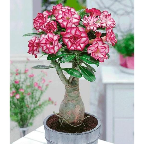 [Mới] - Hạt giống hoa sứ thái kép